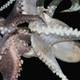 Illustration for article titled The Unusual Mating Habits of This Octopus Totally Blow Biologists Minds